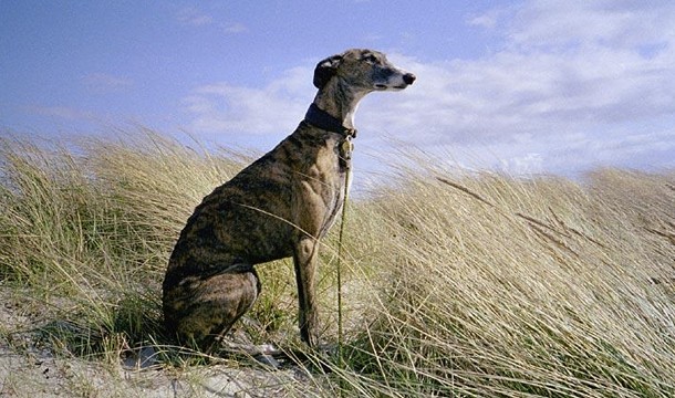 Why Your Next Dog Should Be A Greyhound