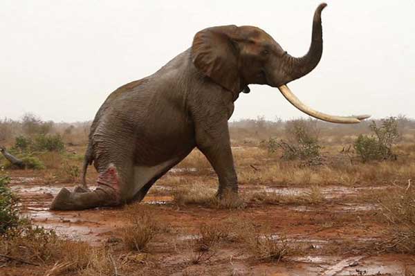 Elephant Poaching