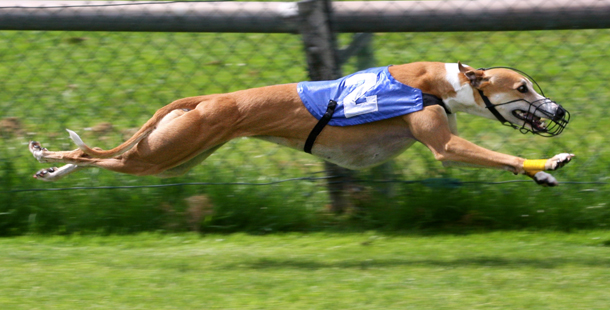 Why Your Next Dog Should Be A Greyhound