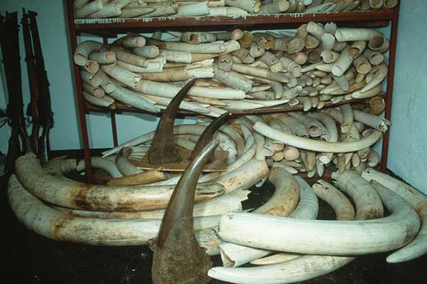 Elephant Poaching