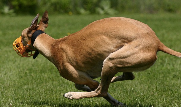 Why Your Next Dog Should Be A Greyhound