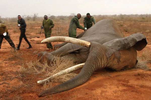 Elephant Poaching
