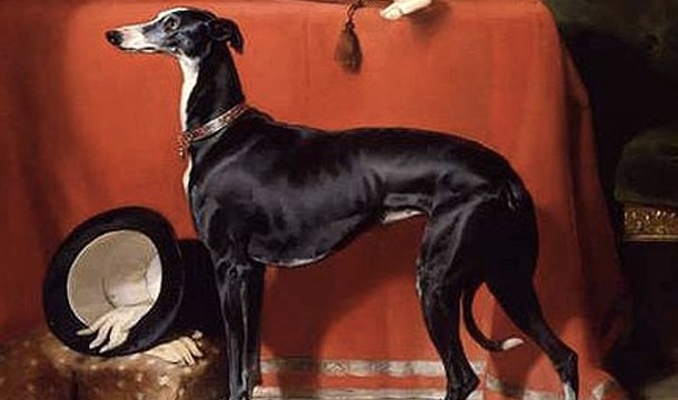 Why Your Next Dog Should Be A Greyhound