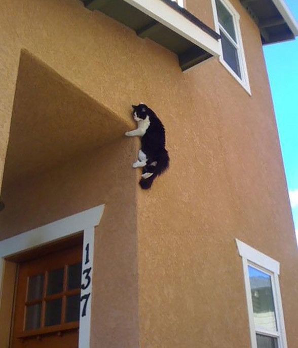 ninja cats