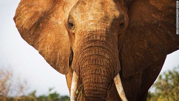 Elephant Poaching