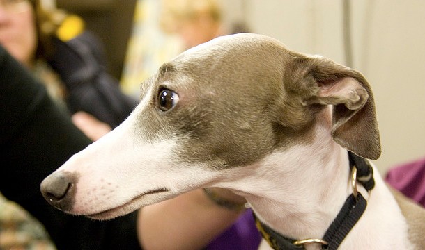 Why Your Next Dog Should Be A Greyhound