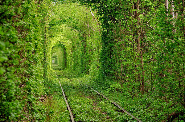 Magical Tree Tunnels