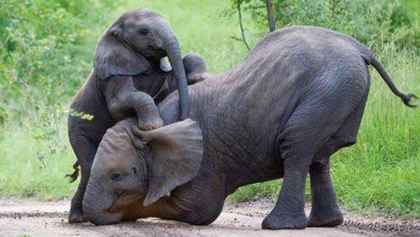 Elephant Poaching