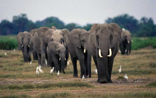 Elephant Poaching
