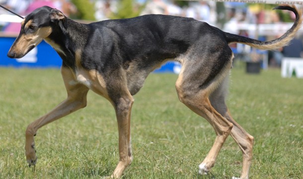 Why Your Next Dog Should Be A Greyhound