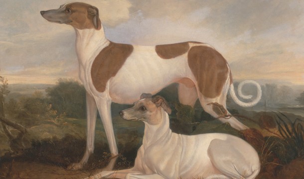 Why Your Next Dog Should Be A Greyhound
