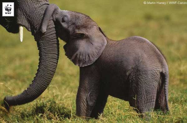 Elephant Poaching