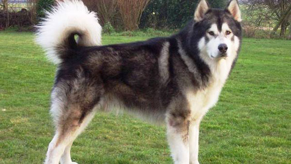 Alaskan Malamutes