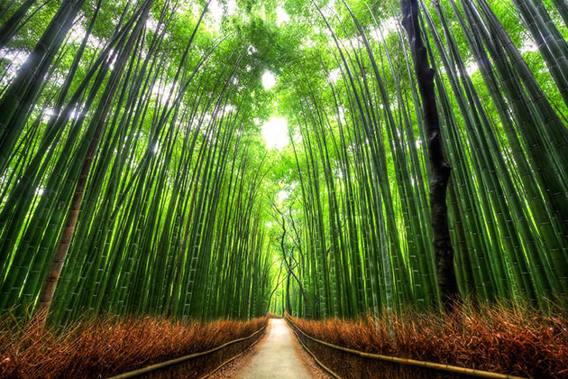 Bamboo-Path-in-Kyoto-Japan-2