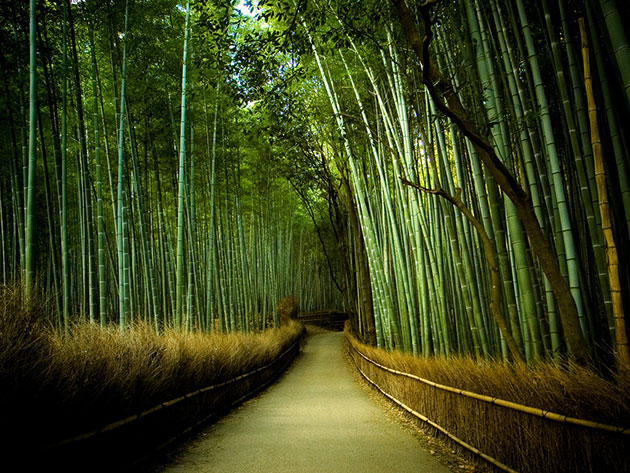 Bamboo-Path-in-Kyoto-Japan