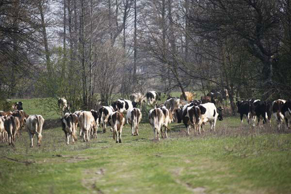 The Chernobyl Disaster Is Still Creating Radioactive Animals