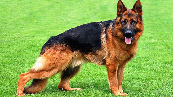 German Shepherd
