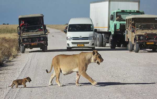 Lion-Crossing