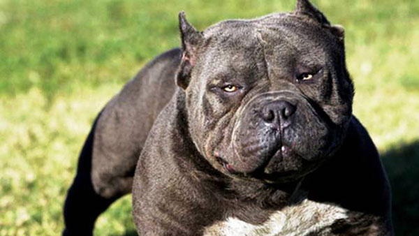 Pitbull