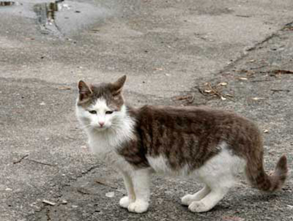 The Chernobyl Disaser Radioactive Animals