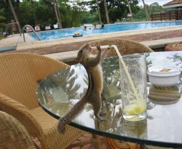 Refreshin