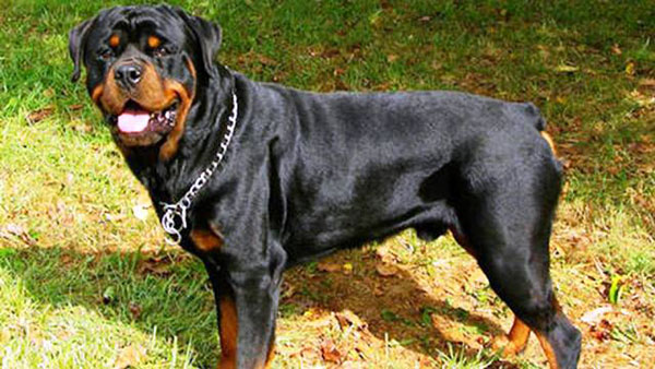 Rottweiler