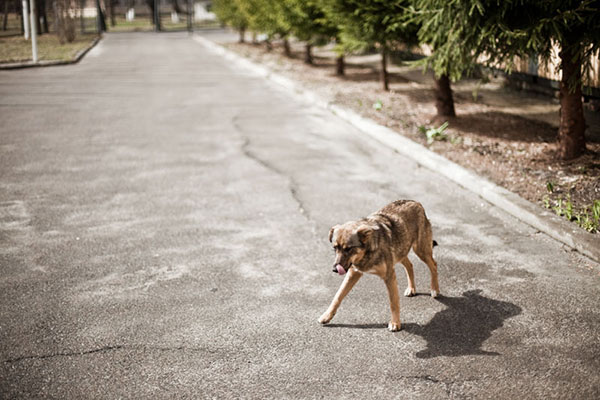 The Chernobyl Disaser Radioactive Animals
