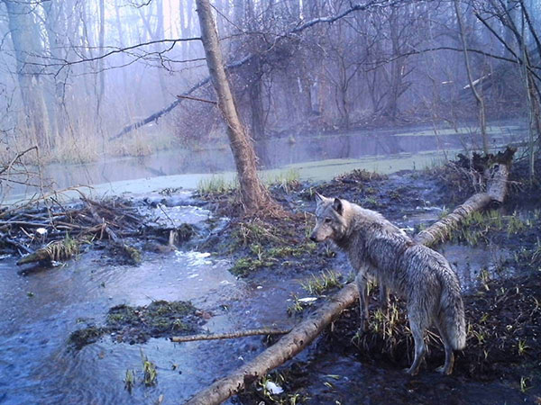 The Chernobyl Disaser Radioactive Animals