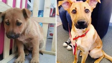 adopted-dogs