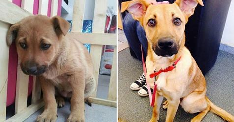 adopted-dogs