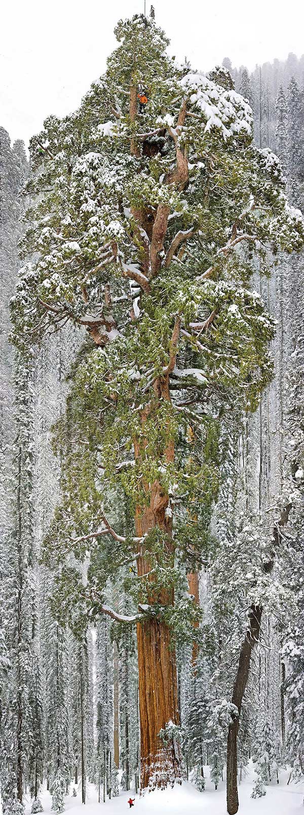 Magnificent Trees