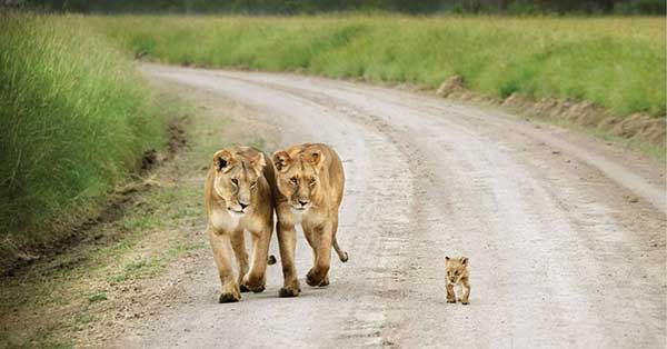 Cutest Parenting Moments In The Animal Kingdom