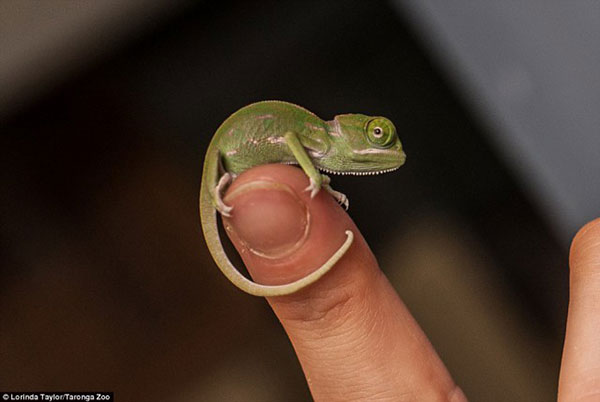 Baby Chameleons
