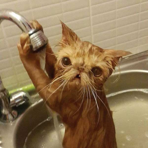 cat loves water