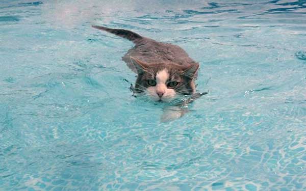 cat loves water