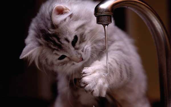 cat loves water