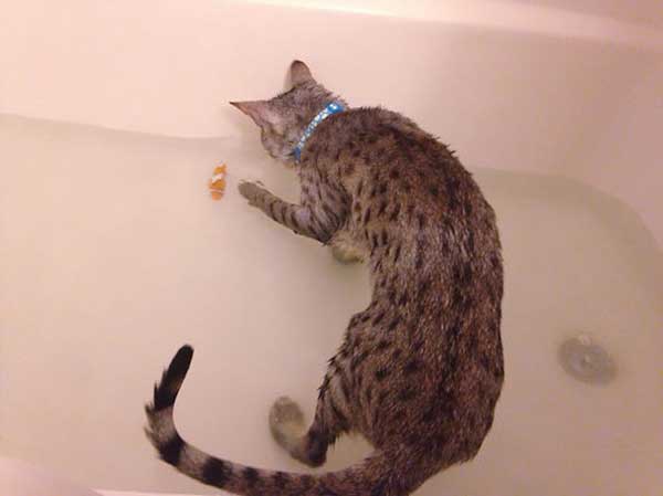 cat loves water