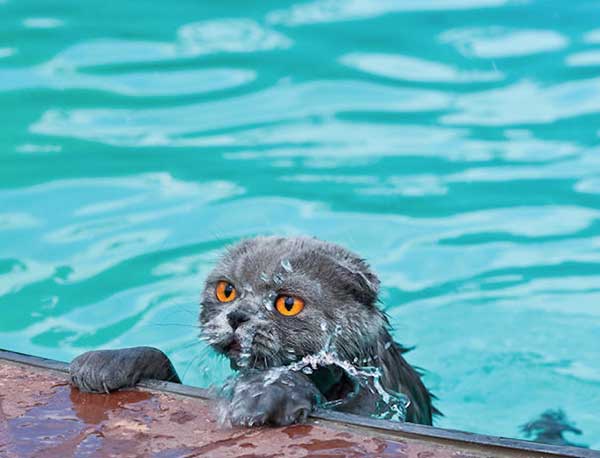 cat loves water