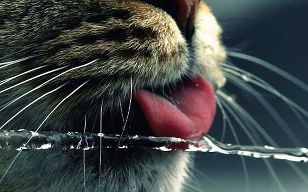 cat loves water