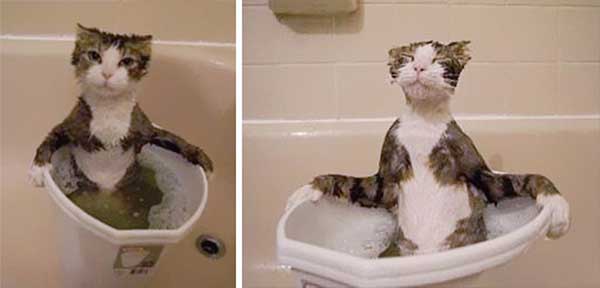 cat loves water