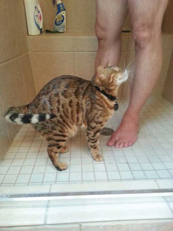 cat loves water