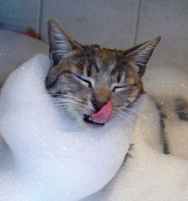 cat loves water