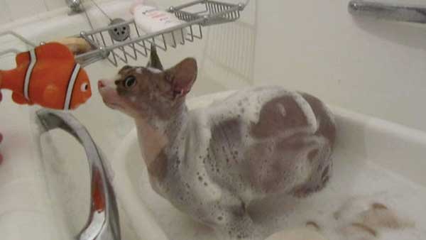 cat loves water