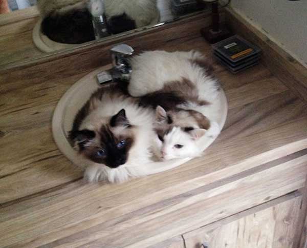 cat loves water