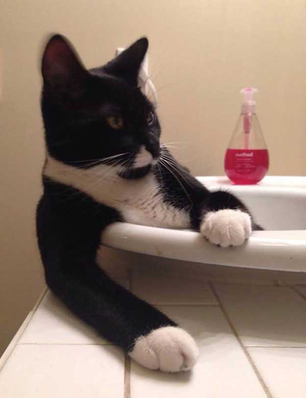 cat loves water