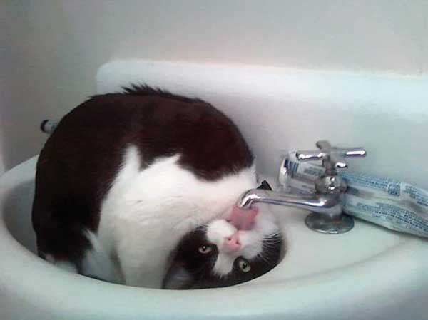 cat loves water
