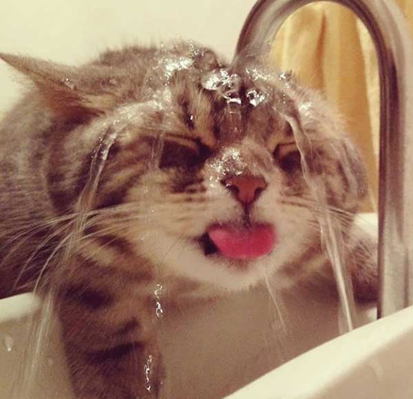 cat loves water