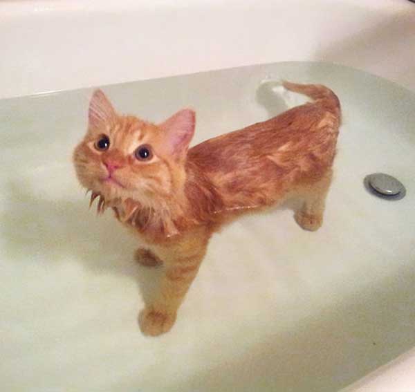 cat loves water