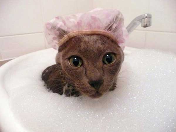 cat loves water