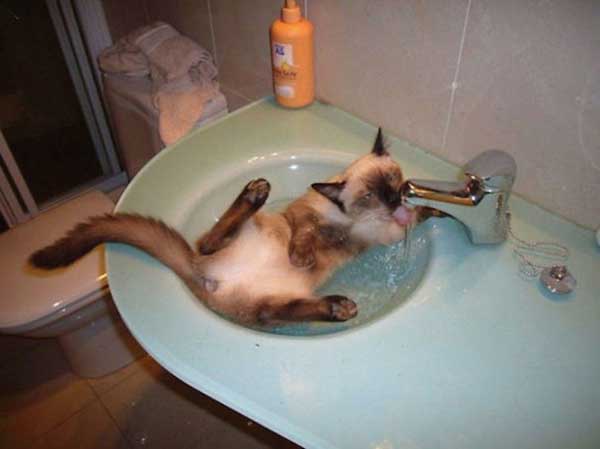 cat loves water
